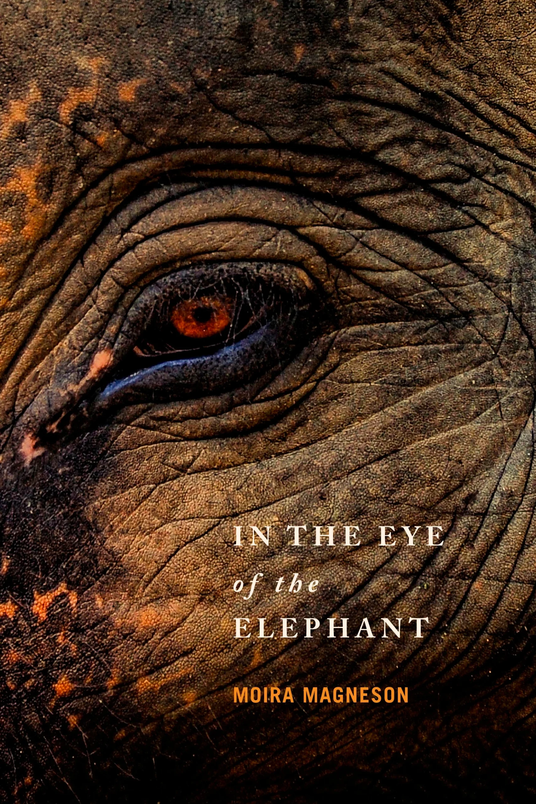 IntheEyeoftheElephantFrontCover.jpg Book cover with elephant